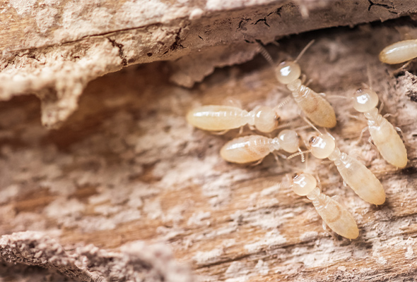 reperage-termites-diagnostic-immobilier